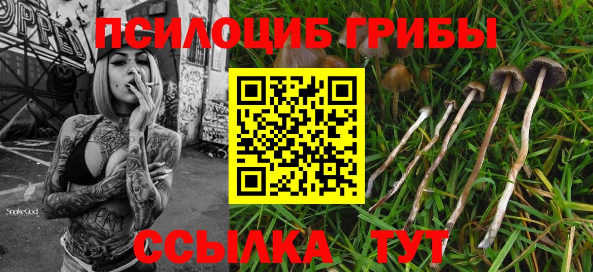где найти   Вход с VPN  Энгельс  Галлюциногенные грибы мицелий 